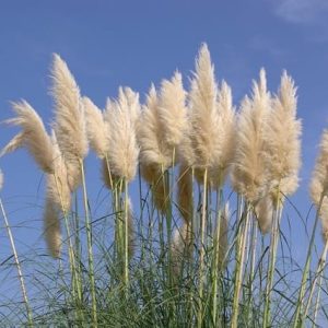 Pampas White Feather