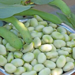 Broad Windsor Fava