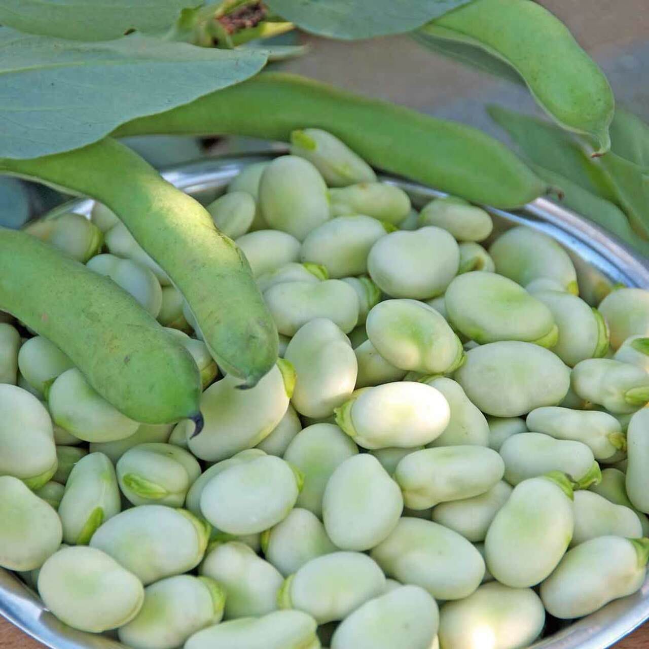 Broad Windsor Fava 1 Broad Windsor Fava