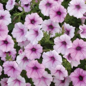 Shock Wave Pink Vein