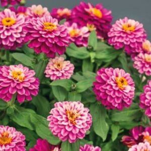 Zahara Double Raspberry Ripple