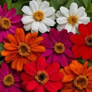 Profusion Mix