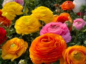 Bloomingdale II Mix