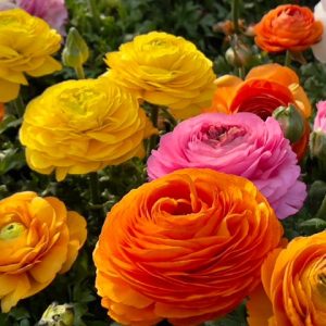Bloomingdale II Mix