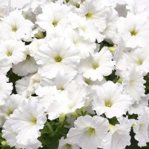 Easy Wave White