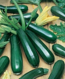 Zucchini Black Beauty