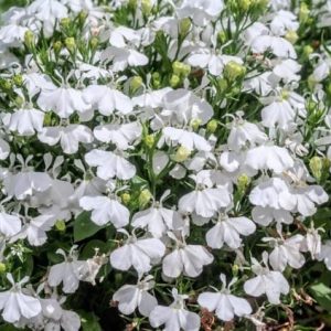 Regatta White