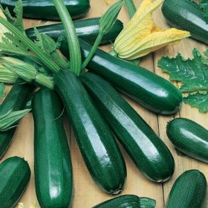 Zucchini Black
