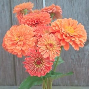 Benary's Giant Salmon Rose