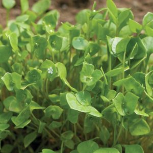 Claytonia