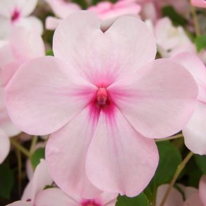 Super Elfin Pink