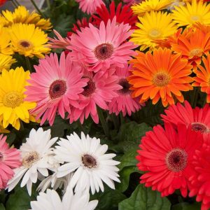 Majorette Mix