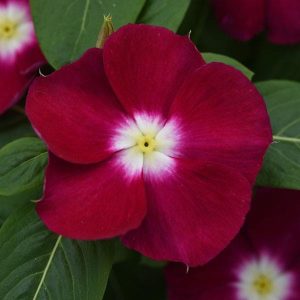 Mediterranean XP Burgundy Halo