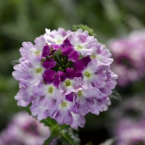Obsession Cascade Twister Violet