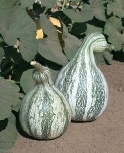 Cushaw Green Striped