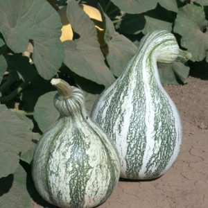 Cushaw Green Striped