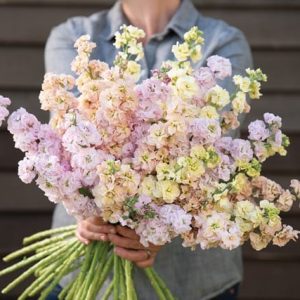 Iron Pastel Mix
