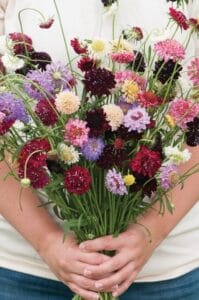 Pin Cushion Mix
