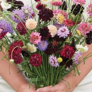 Pin Cushion Mix