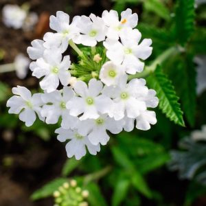 Obsession Cascade White