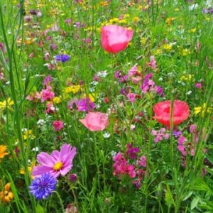 Annual Mix Cut Flower