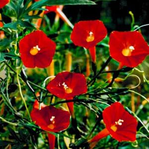 Cardinalis