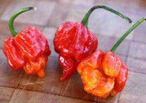 Trinidad Scorpion
