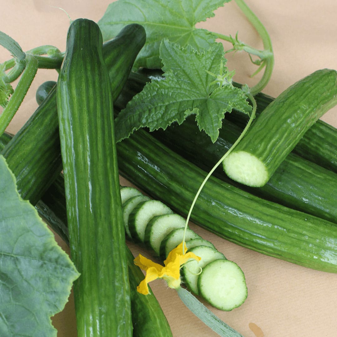English Cucumber 1 English Cucumber