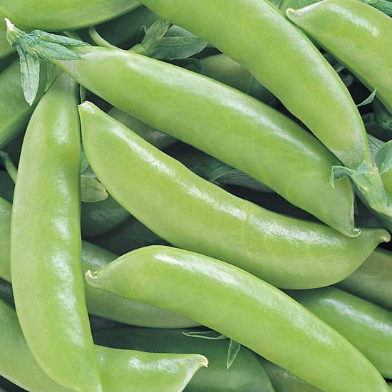 Super Sugar Snap 1 Super Sugar Snap