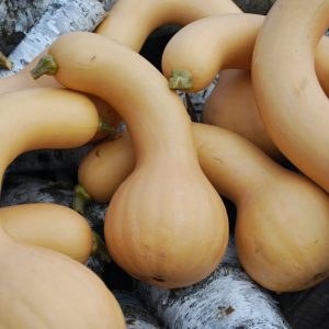 Canada Crookneck