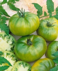 Aunt Ruby’s German Green