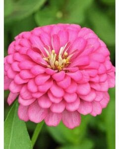 Benary’s Giant Bright Pink