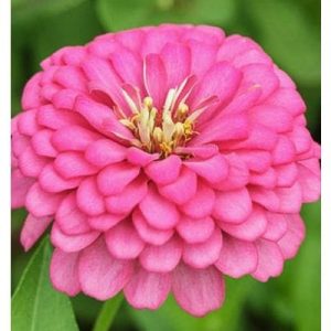 Benary's Giant Bright Pink