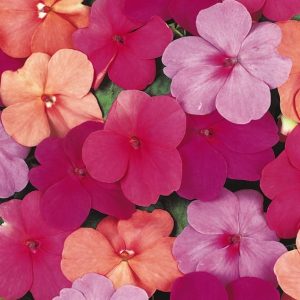 Super Elfin Paradise Mix