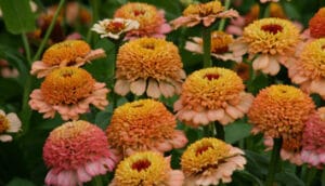 Zinderella Peach