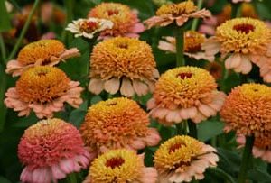 Zinderella Peach