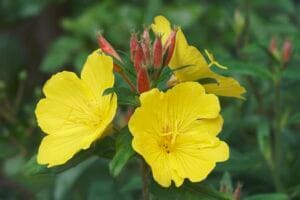 Evening Primrose Dwarf