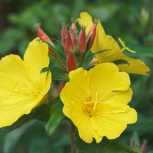 Evening Primrose Dwarf