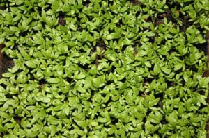 Upland Cress