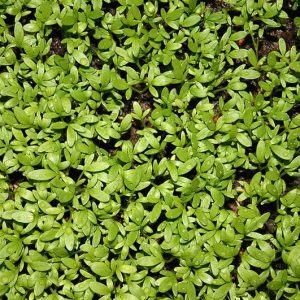 Upland Cress