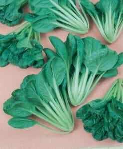 Tatsoi Savoy