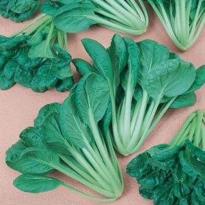 Tatsoi Savoy