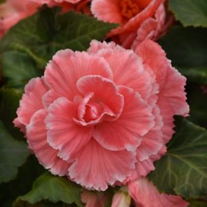 Ameri Hybrid Pink Lace