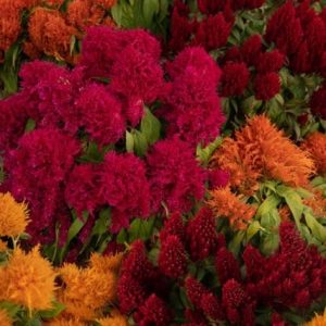 Flamma Mix