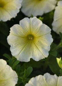 Madness Yellow