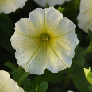 Madness Yellow