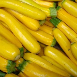 Zucchini Golden