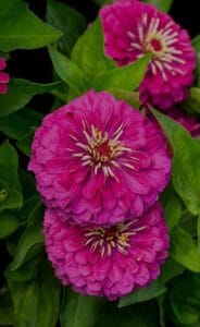 Benary’s Giant Purple