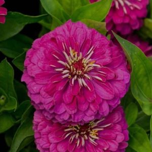 Benary's Giant Purple