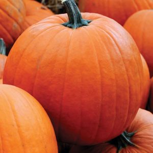 Jack-O-Lantern